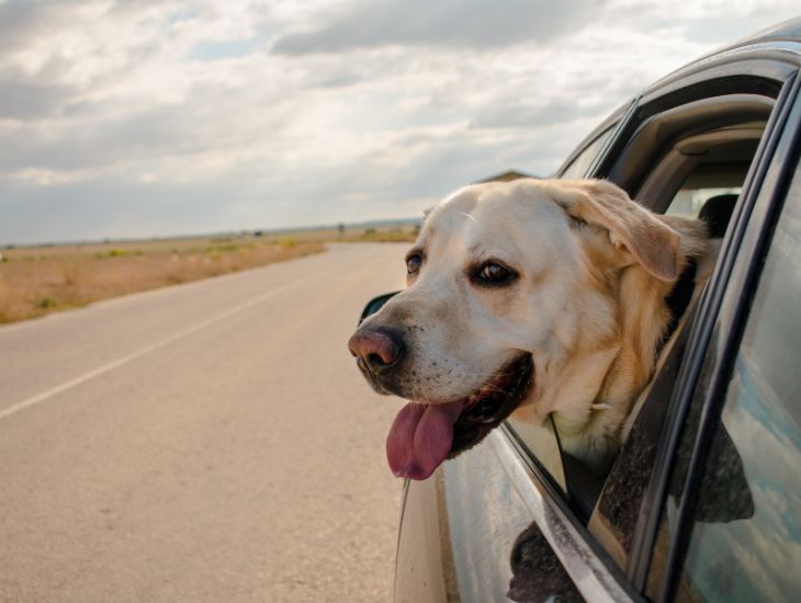 Trasportare Cane E Altri Animali In Auto